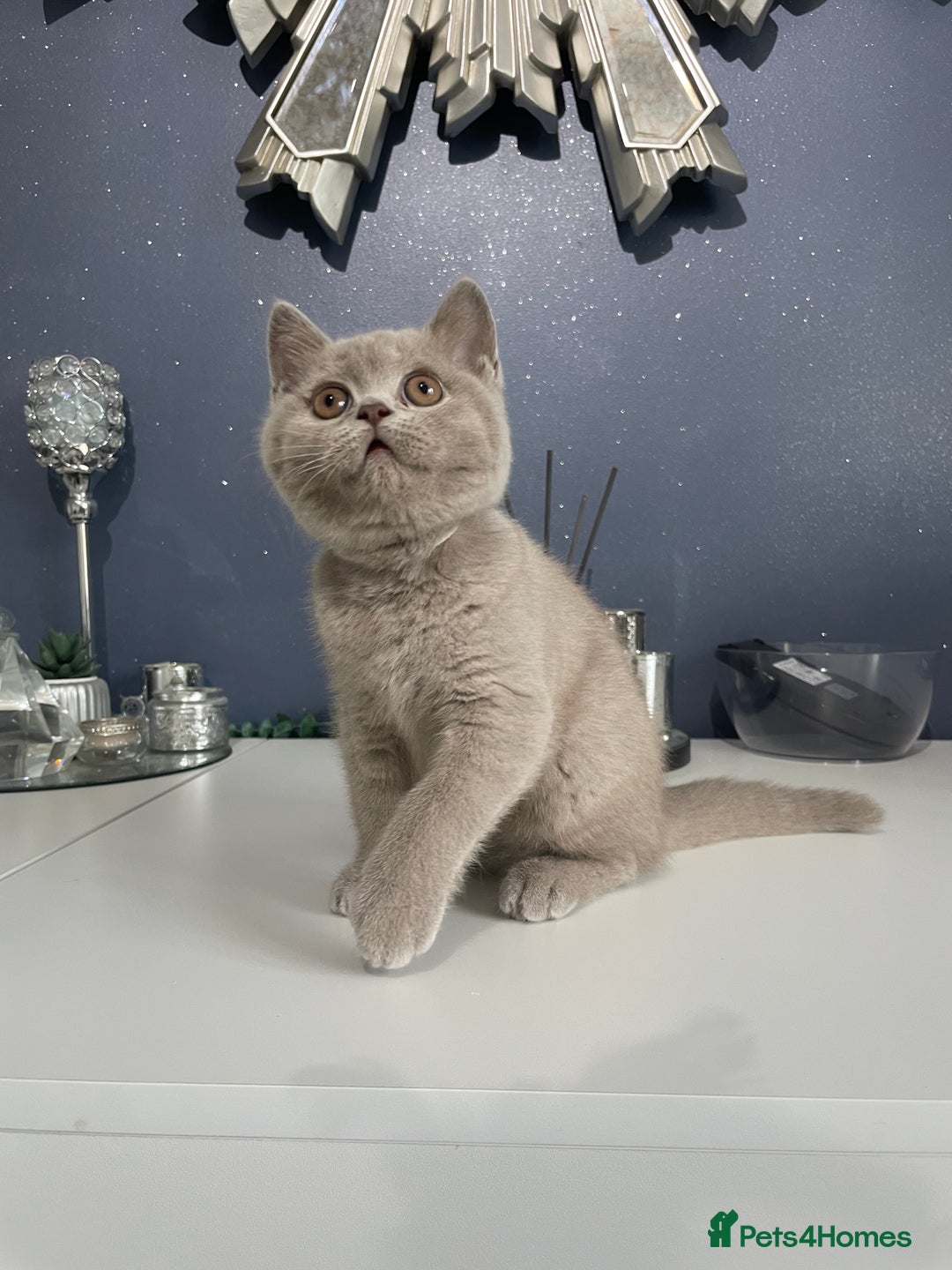 British Shorthair cats for sale: 🔥 READY NOW BRITISH SHORTHAIR KITTENS   - Image 11
