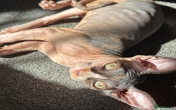 Sphynx cats for sale: Sphynx girl - Image 4