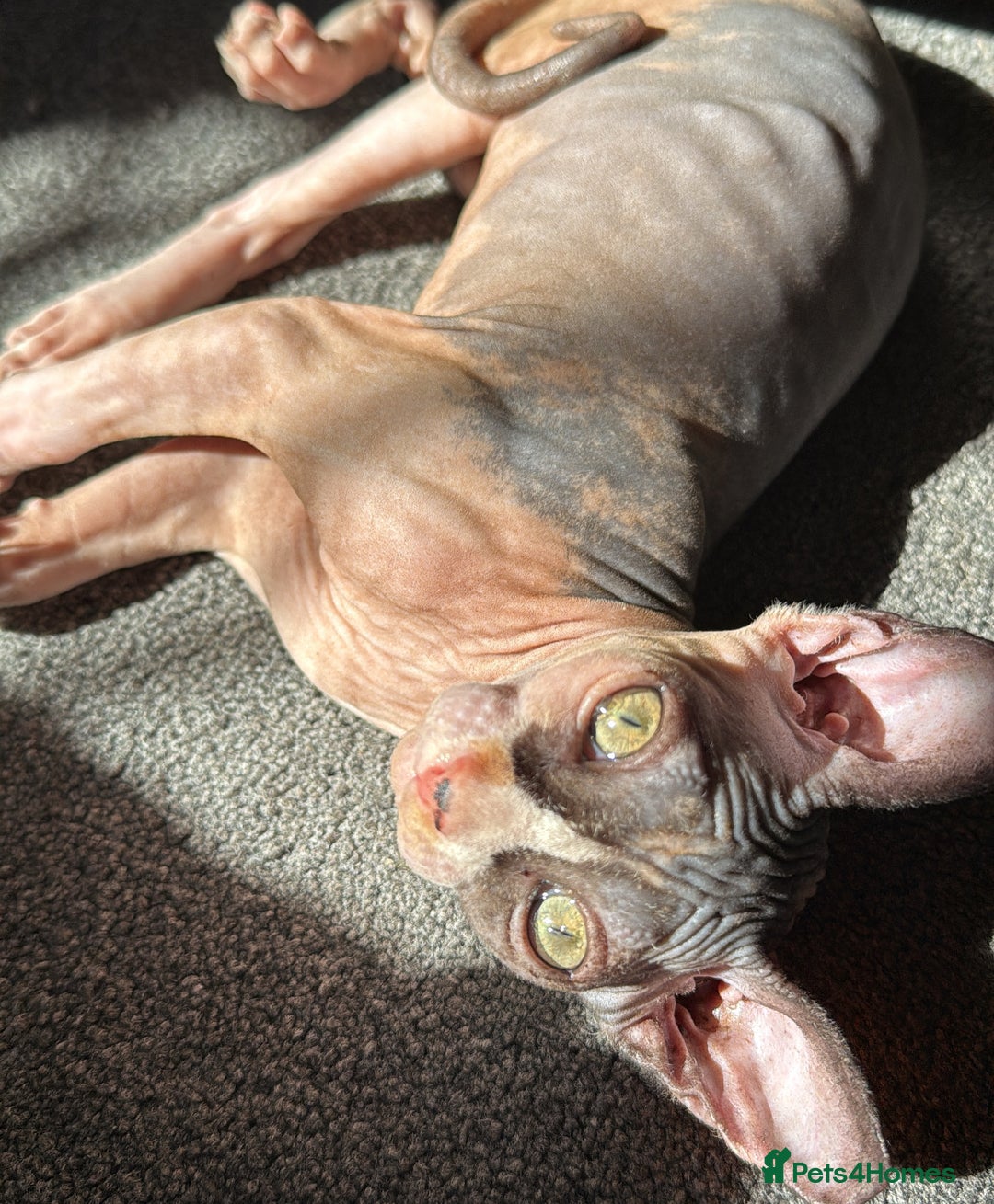 Sphynx cats for sale: Sphynx girl - Image 4