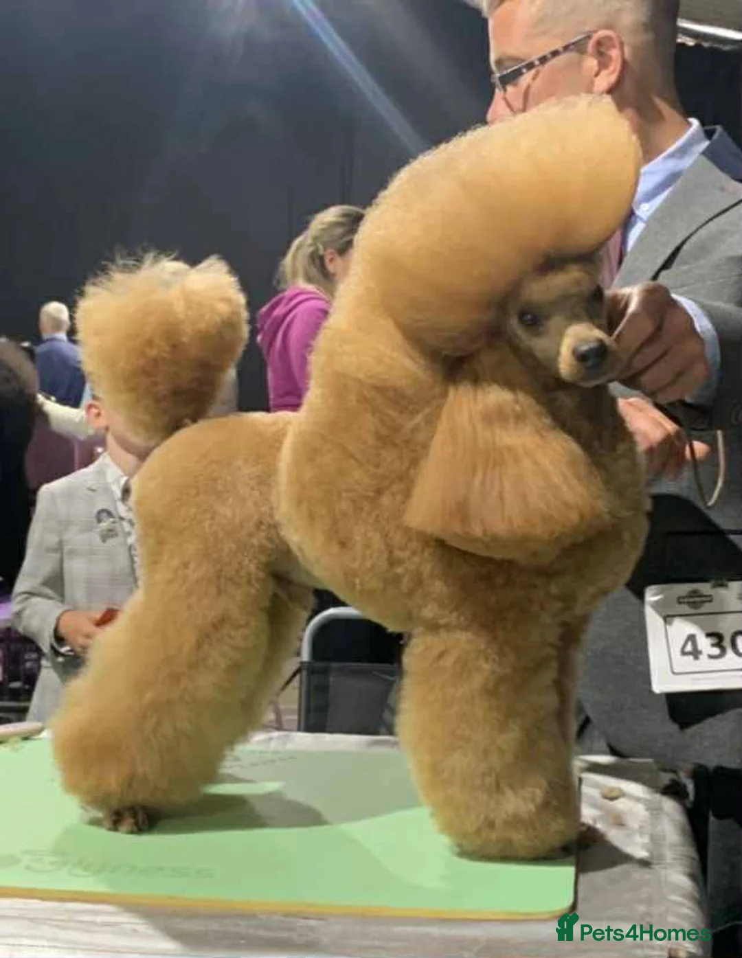 Toy Poodle dogs for sale: Toy poodle puppies  - Advert 4