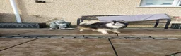 Pomsky dogs for stud: Champ F2 pomsky for stud  in Liverpool - Advert 7