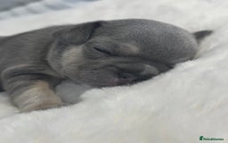 French Bulldog dogs for sale: 2 Male and 2 Female French Bulldogs - Image 26