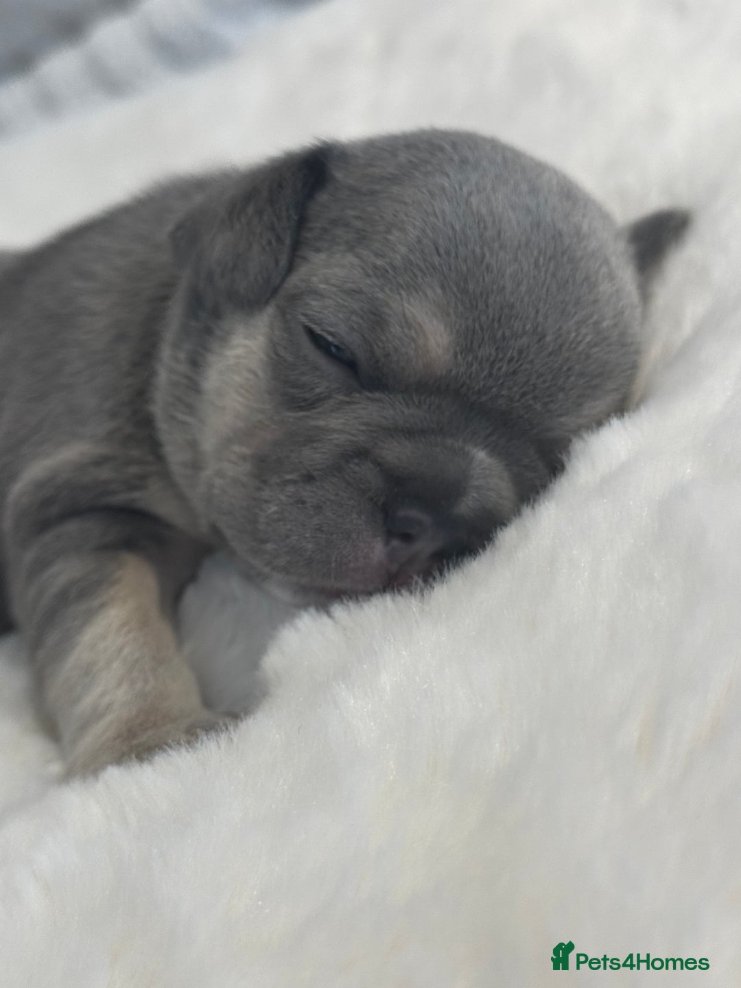French Bulldog dogs for sale: 2 Male and 2 Female French Bulldogs - Image 26
