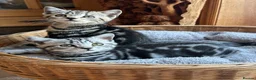 British Shorthair cats for sale: British Shorthair Silver Tabby & Chocolate Tabby - Advert 10