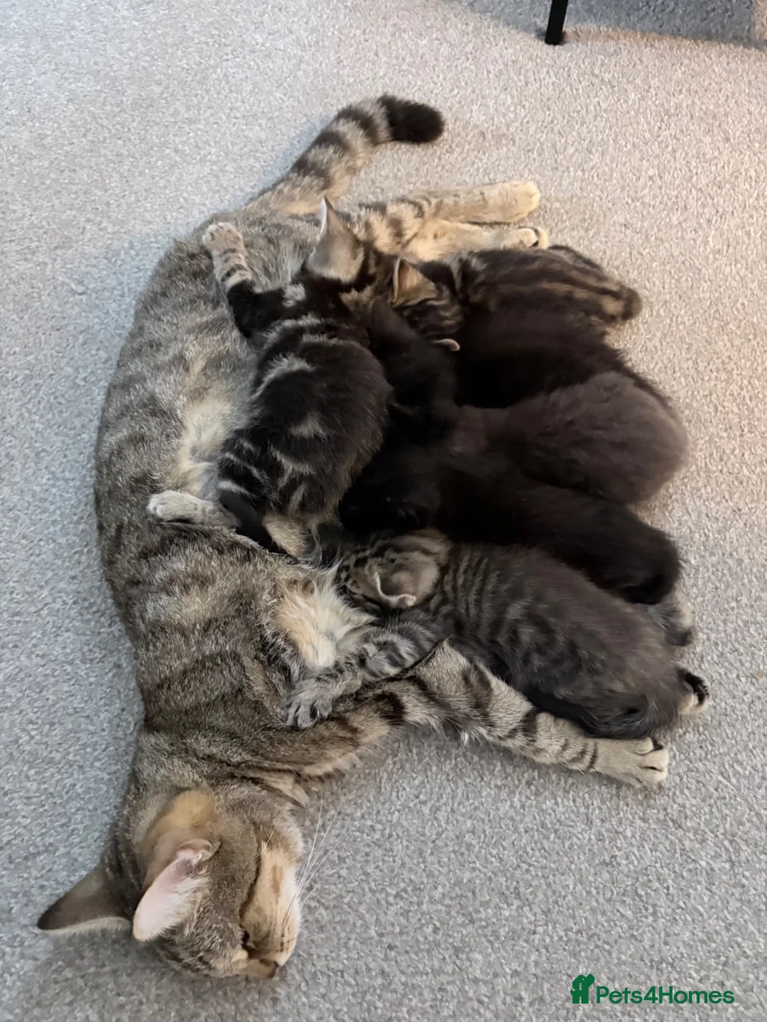 Mixed Breed cats for sale: Beautiful Mixed Breed Kittens.  - Advert 2