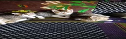 Mixed Breed cats for sale: Beautiful tabby kittens ready to go - Advert 3