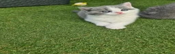 British Shorthair cats for sale: British shorthair kittens  - Advert 3