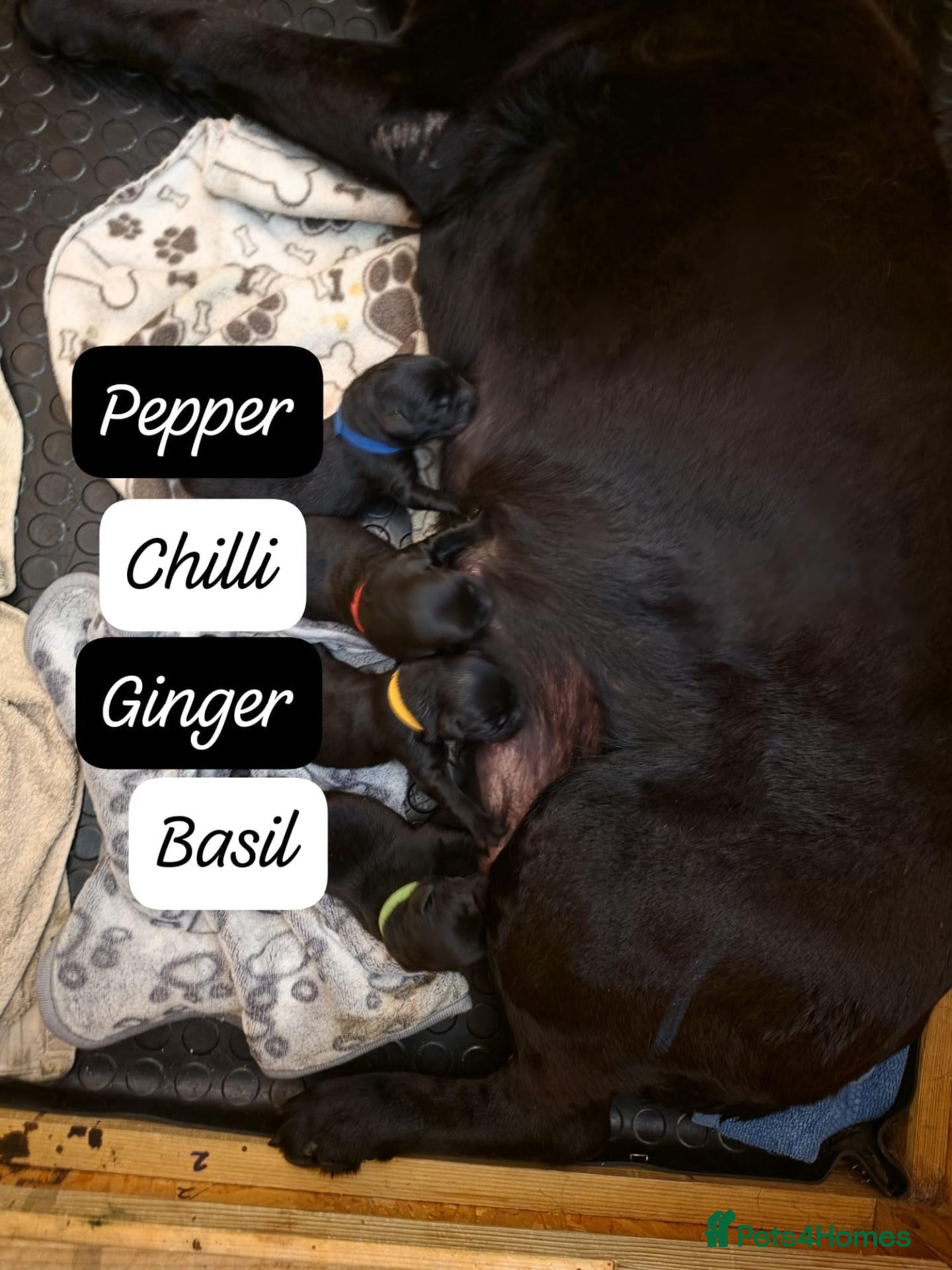 Labrador Retriever dogs KC Registered Black Labrador Puppies - Advert 2