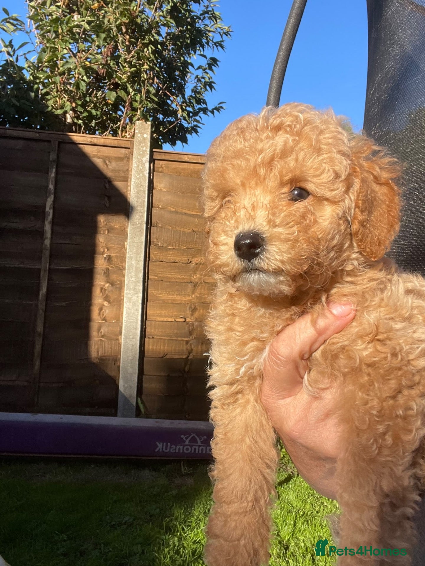 Miniature Poodle dogs health tested clear,🐩 purebred poodles - Advert 2
