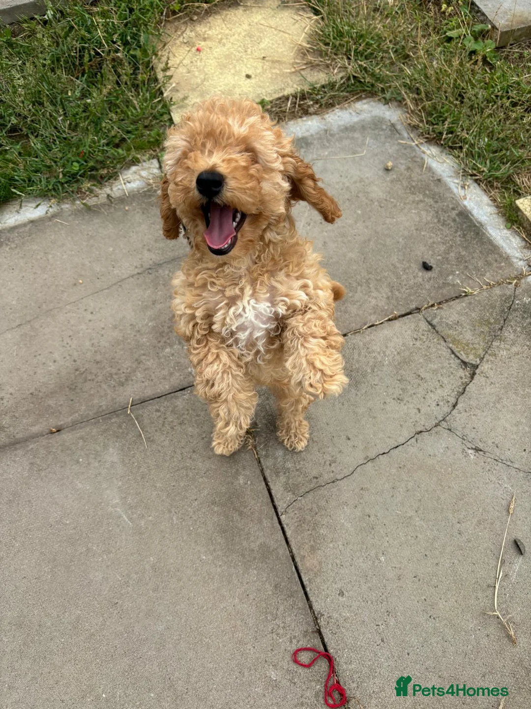 Toy Poodle dogs for stud: Quinn Red & white Toy Poodle for Stud ONLY. in Northampton - Advert 16