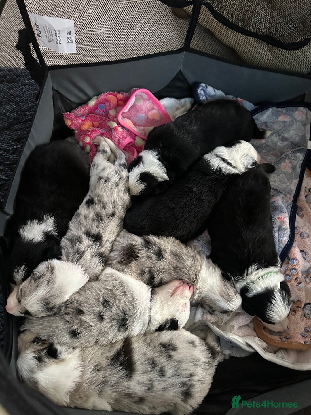 Border Collie dogs for sale: Beautiful litter of 8 border collies puppies - Advert 1