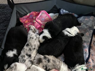 Border Collie dogs Beautiful litter of 8 border collies puppies - Advert 1