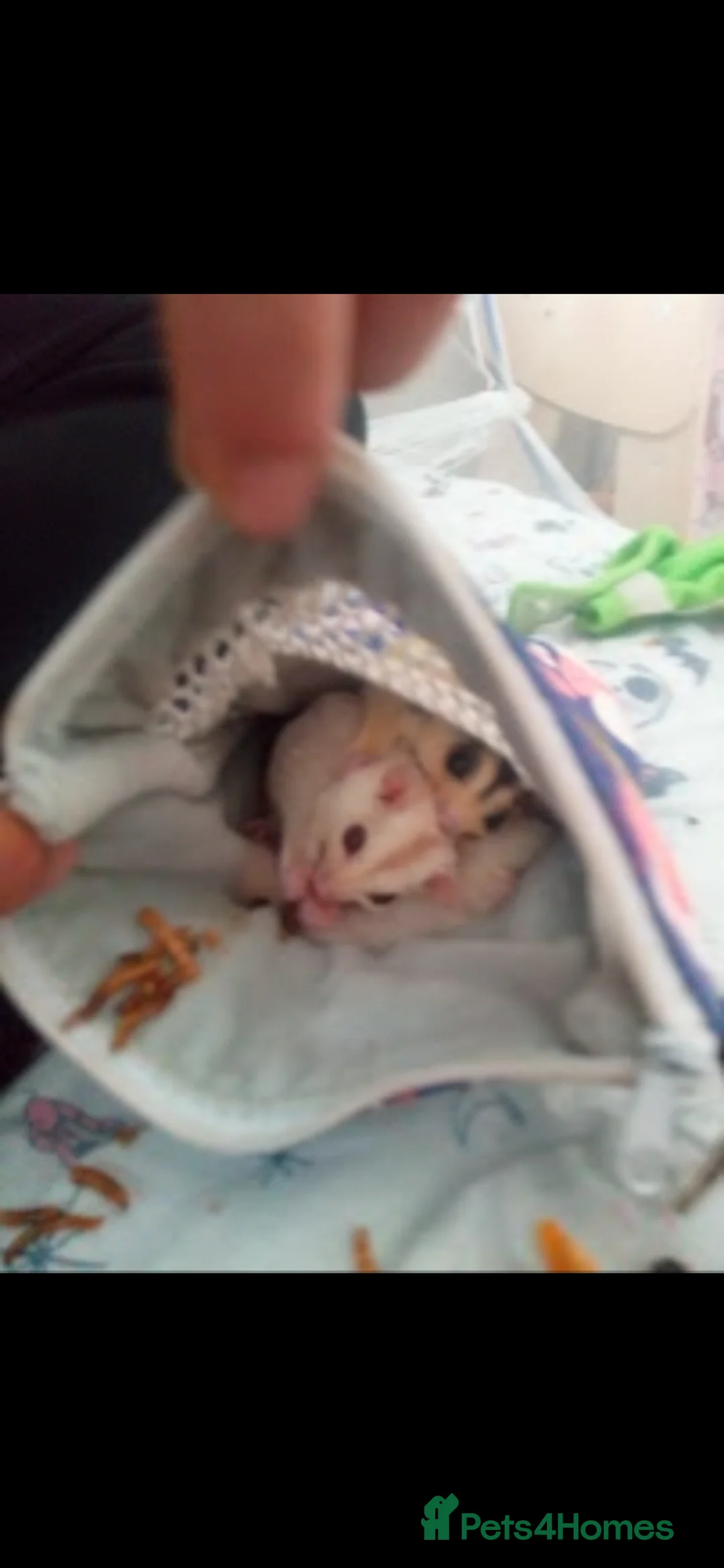 Sugar Glider rodents for sale: Mosaic female and uneutered Cremino male  - Advert 2