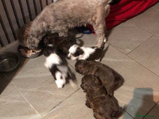 Shih Tzu dogs Full shih tzu puppies - Advert 9