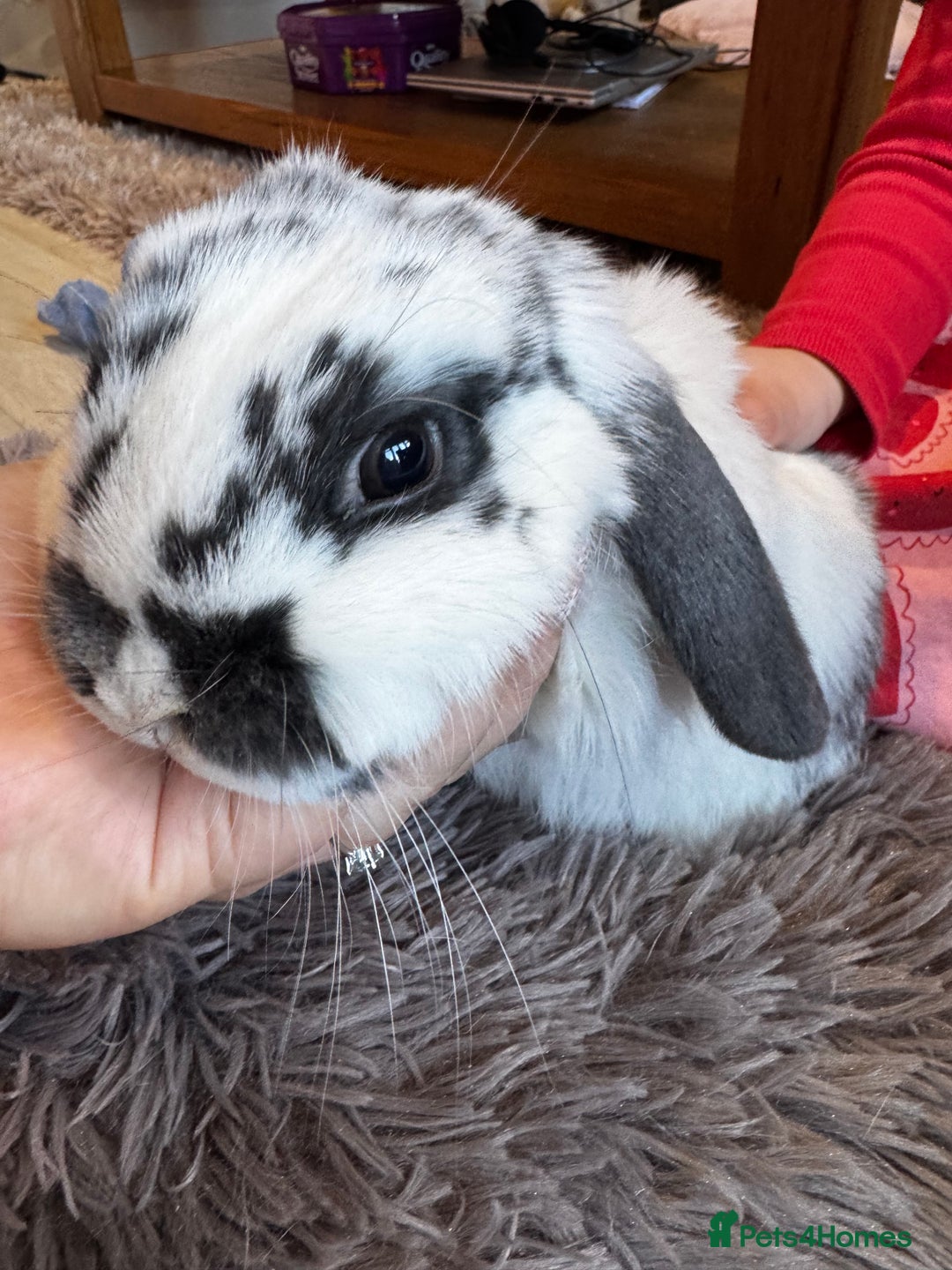 Mini Lop rabbits for sale: Mini Lop bunnies for sale  - Advert 19