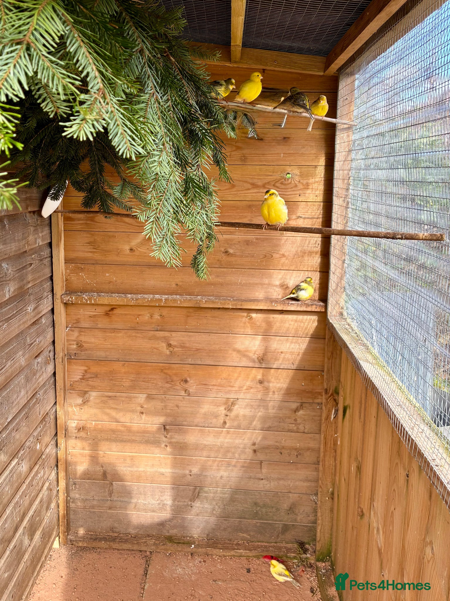 Canaries birds Fife Canaries - Advert 1