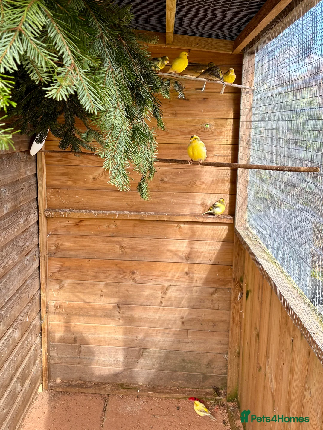 Canaries birds for sale: Fife Canaries in Northwich - Advert 1