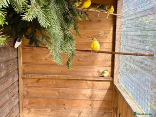 Canaries birds Fife Canaries - Advert 1