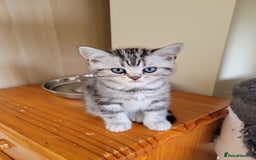 British Shorthair cats for sale: Silver Tabby kittens  in Rochester - Image 9