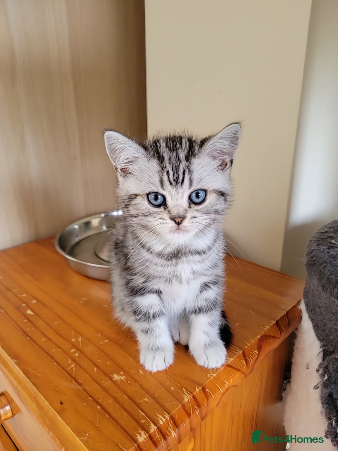 British Shorthair cats for sale: Silver Tabby kittens  in Rochester - Image 9