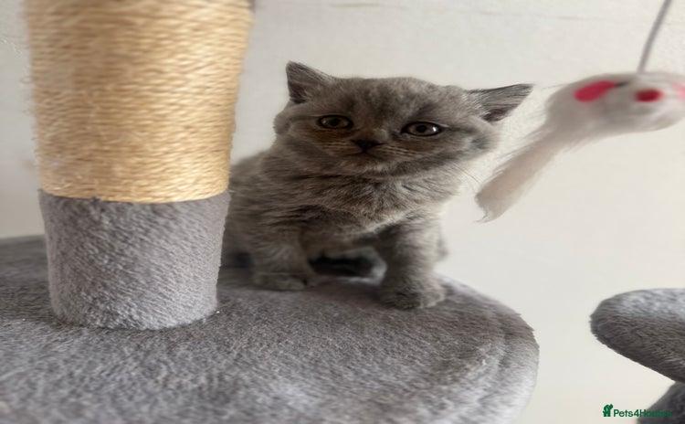 British Shorthair cats in Coventry - Advert 2