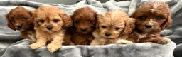 Cavapoo dogs for sale: HOUSE TRAINED EXTENSIVELY HEALTH TESTED CAVAPOOS  - Advert 7