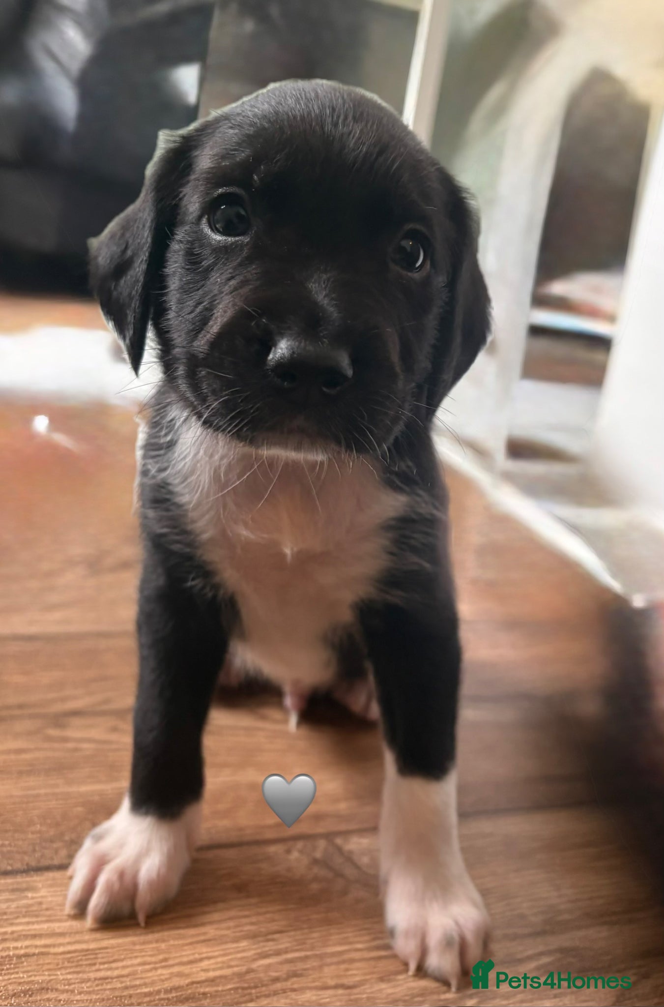 Mixed Breed dogs Spangold puppies ready end of March  - Advert 8