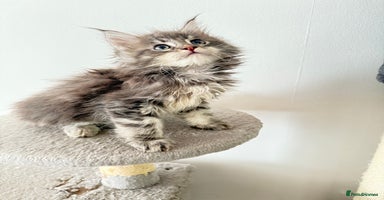 Maine Coon cats - Advert 1