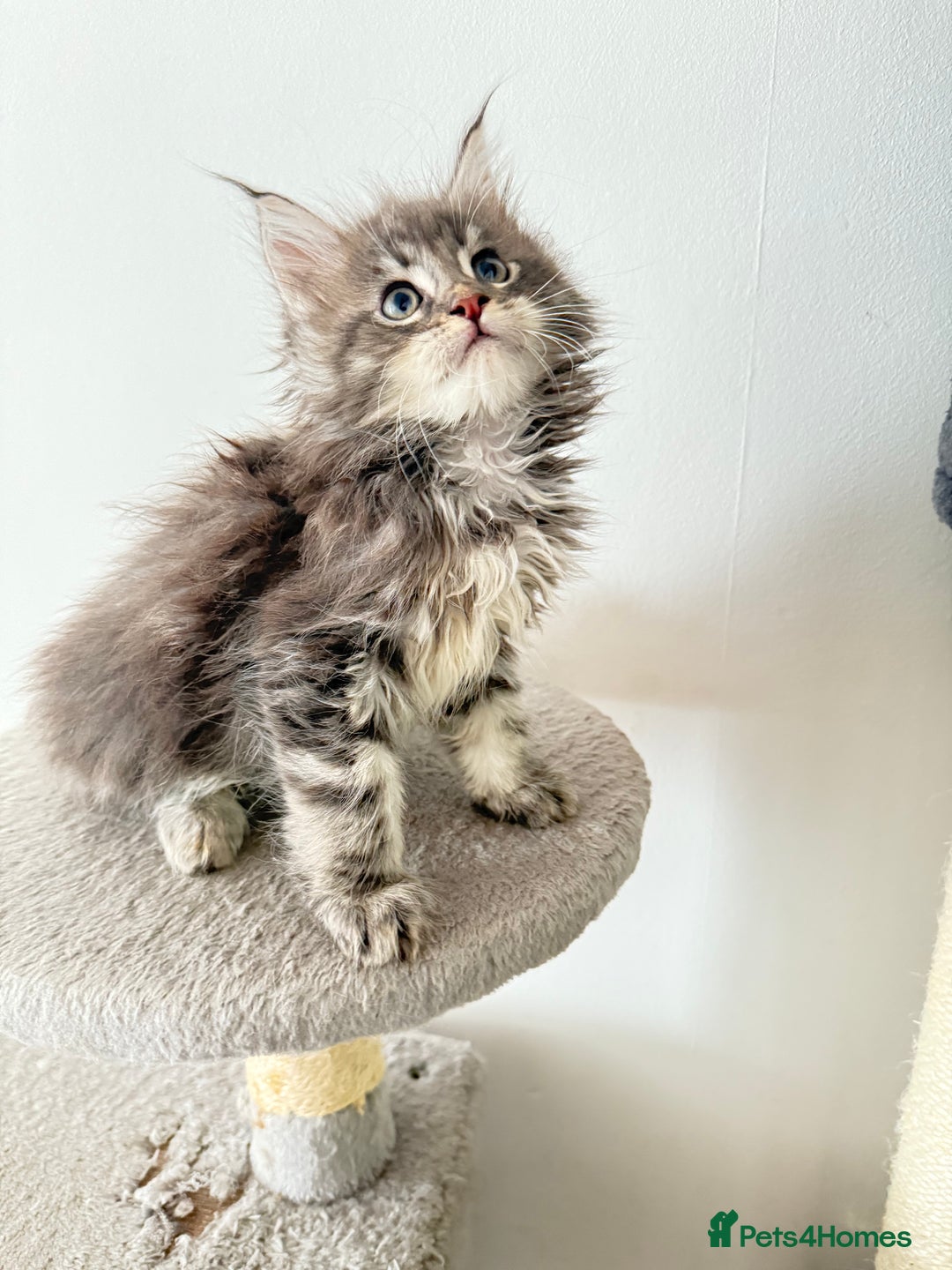 Maine Coon cats for sale: Pedigree fluffy Maine coon kittens (last3 boys) - Image 4