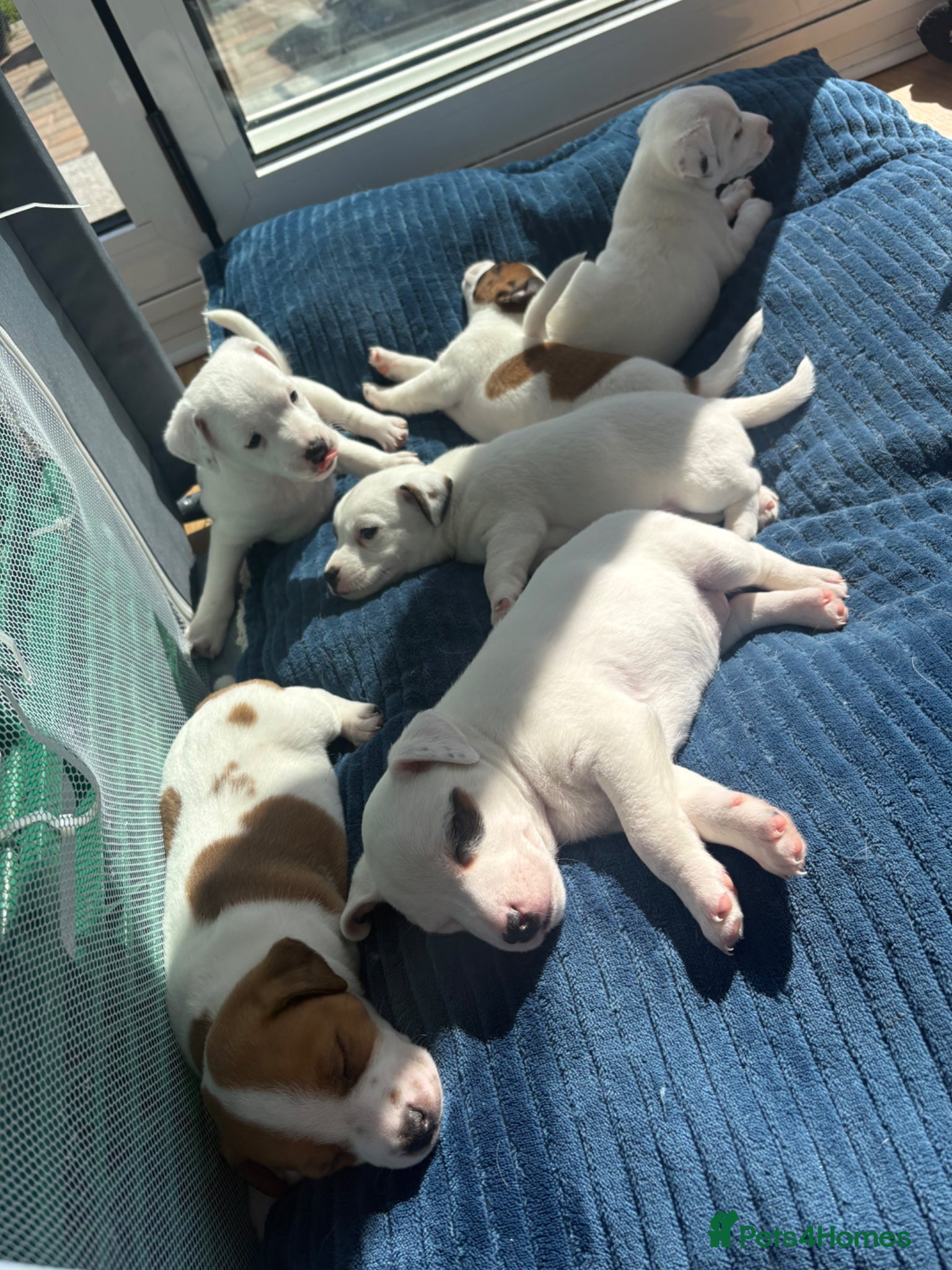 Jack Russell dogs Beautiful 6 pups for sale - Advert 1