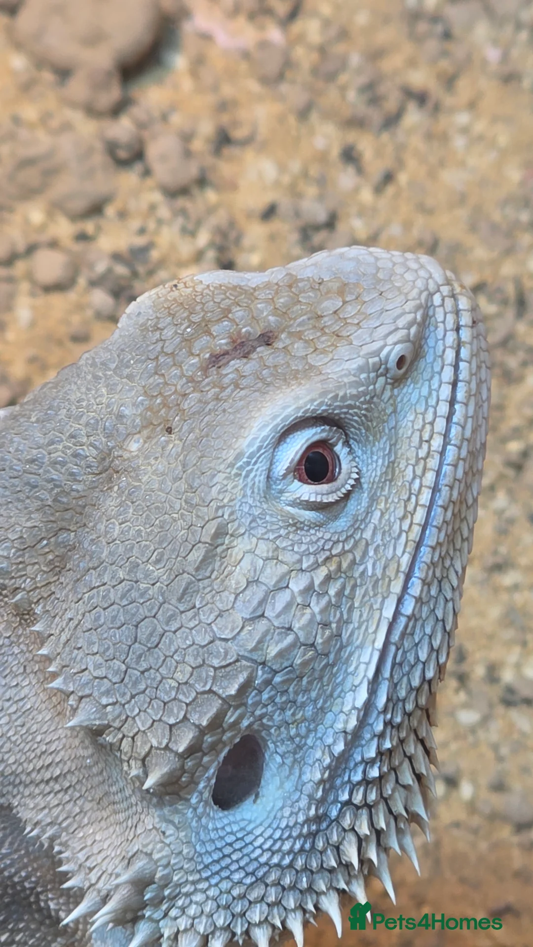 Bearded Dragon reptiles for sale: Bearded dragon Zero in Birkenhead - Advert 3