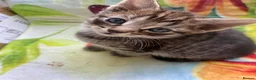 Mixed Breed cats for sale: 6 very sweet Kitties - Advert 3