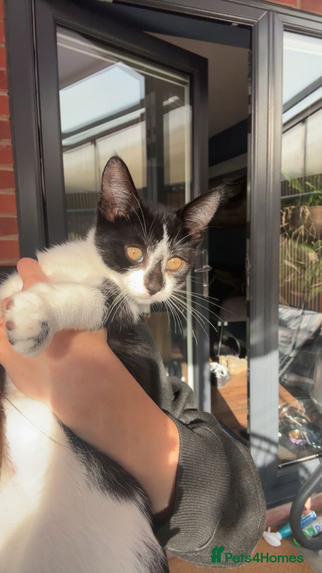 Mixed Breed cats Mixed breed black and white kittens - Advert 4