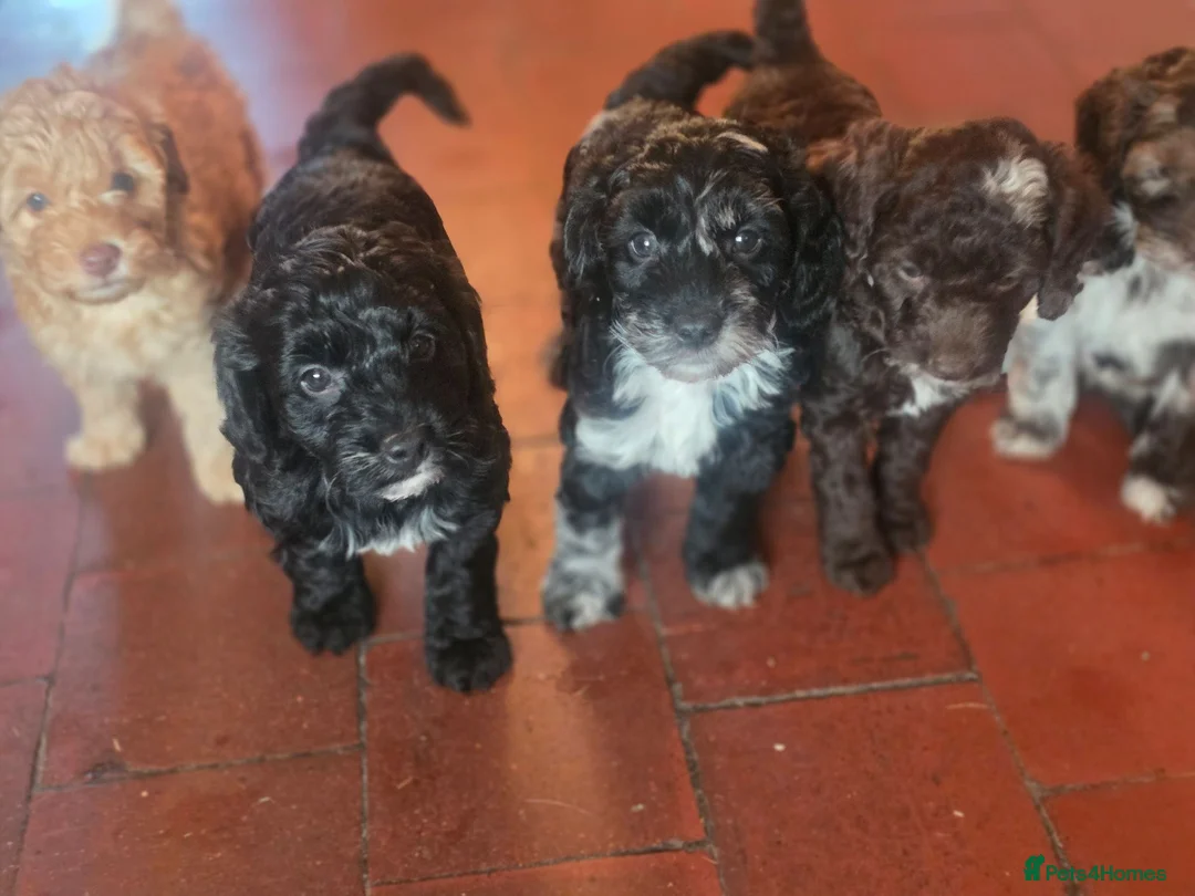 Cockapoo dogs for sale: Beautiful Cockapoo puppies.  - Advert 2