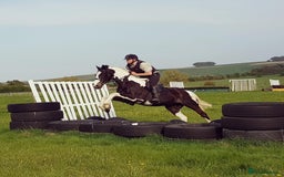 Irish Sports horses for sale: Irish Sports Horse All-Rounder Golden Oldie - Image 8