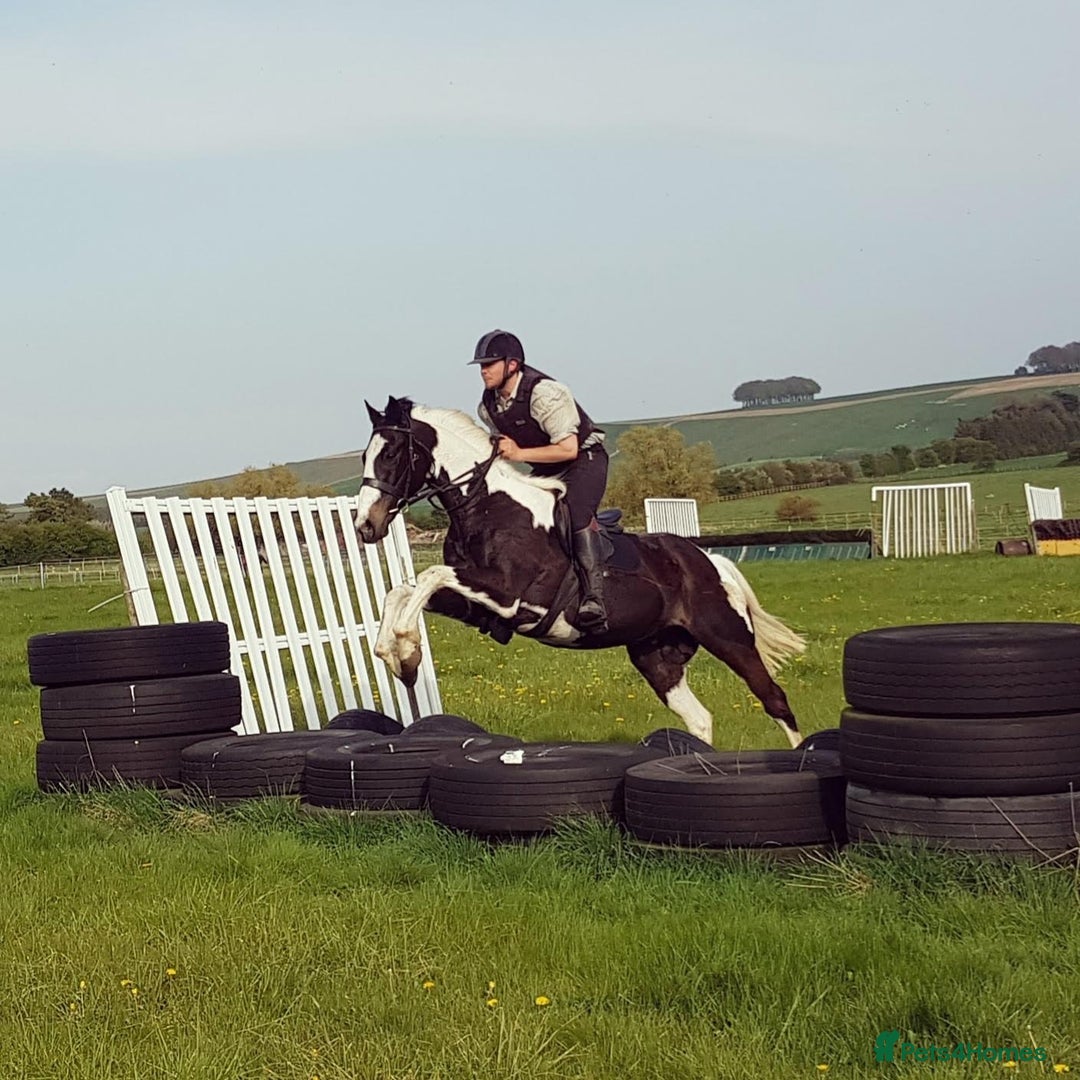 Irish Sports horses for sale: Irish Sports Horse All-Rounder Golden Oldie - Image 8