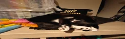 Mixed Breed cats for sale: Adorable kittens - Advert 8