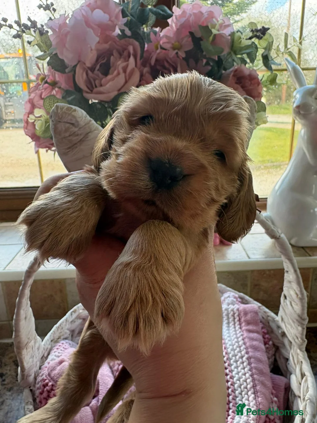 Cocker Spaniel dogs for sale: Gorgeous Golden Show Cockers - Advert 1