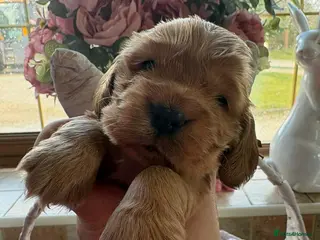 Cocker Spaniel dogs Gorgeous Golden Show Cockers - Advert 3