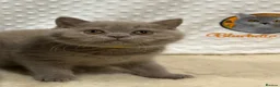 British Shorthair cats for sale: British Shorthair Lilac  - Advert 22