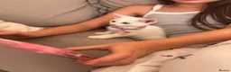 Russian Blue cats for sale: Russian White kittens Ready to go now  - Advert 9