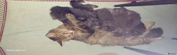 Maine Coon cats for sale: Maine coon x Bengal x Russian Blue mixed litter - Advert 10