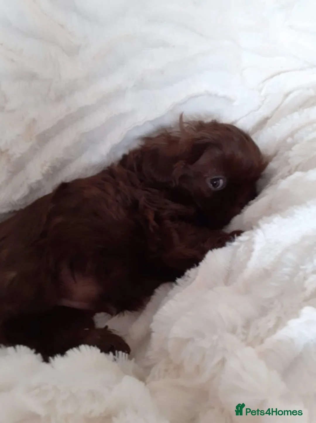 Shih Tzu dogs for stud: Solid None Fading Chocolate Imperial Shih Tzu in Canterbury - Advert 115