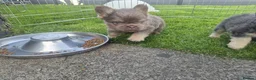 French Bulldog dogs for sale: Floodle french bulldog - Advert 9