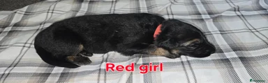 German Shepherd Puppy 8