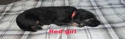 German Shepherd dogs for sale: Beautiful litter of german shepherd puppies  - Advert 12