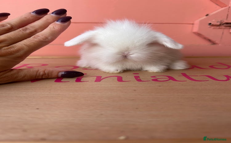 Mini Lop rabbits - Advert 2