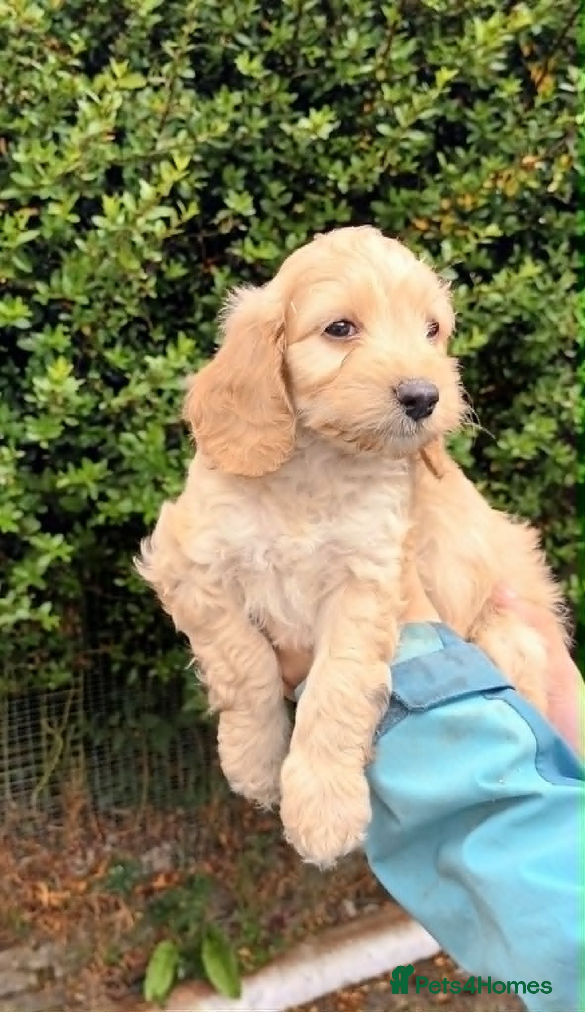 Cockapoo dogs STUNNING F1b COCKAPOO FROM 5* LICENCED BREEDER - Advert 7