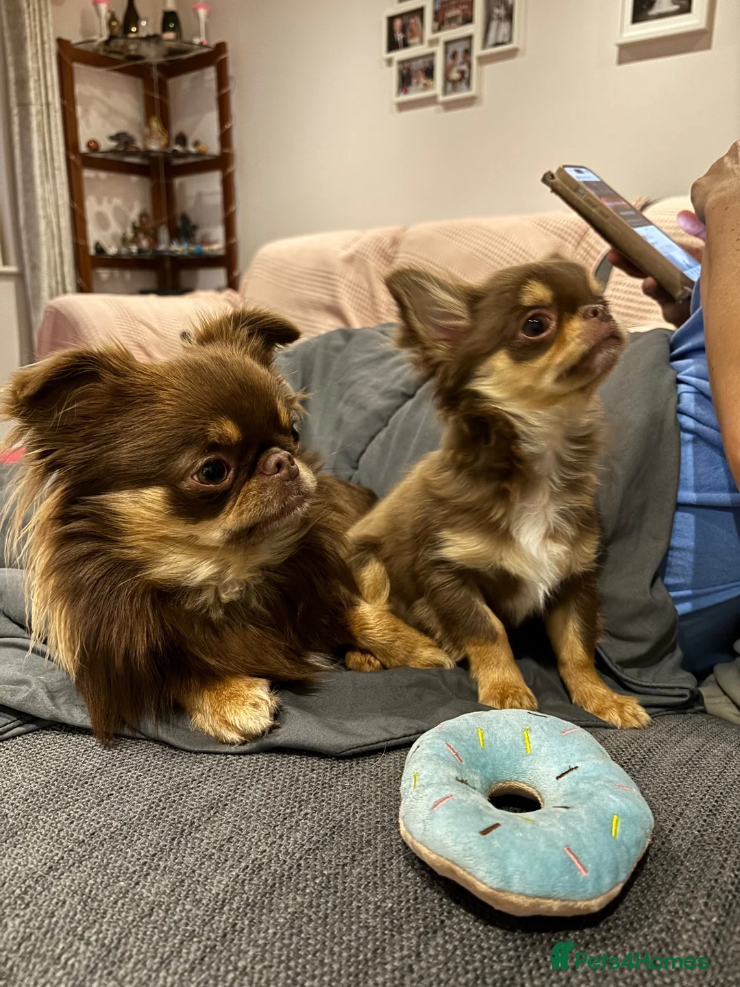 Chihuahua dogs for sale: Two chihuahua brothers looking for a new home - Advert 1