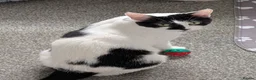 Mixed Breed cats for sale: Kittens for sale  - Advert 1